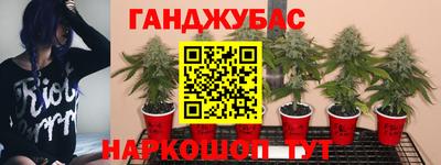 крисы Камышлов